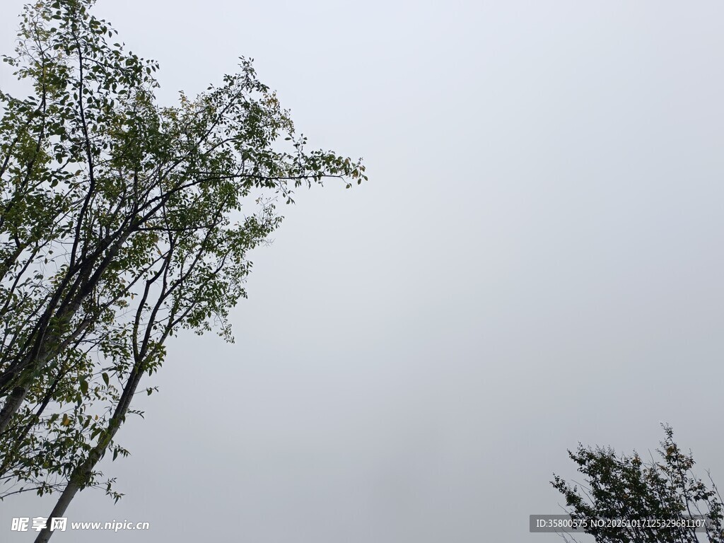 天空下的树木枝叶