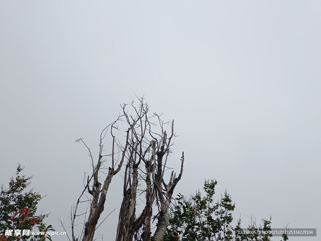 枯树挺立在灰白天空下