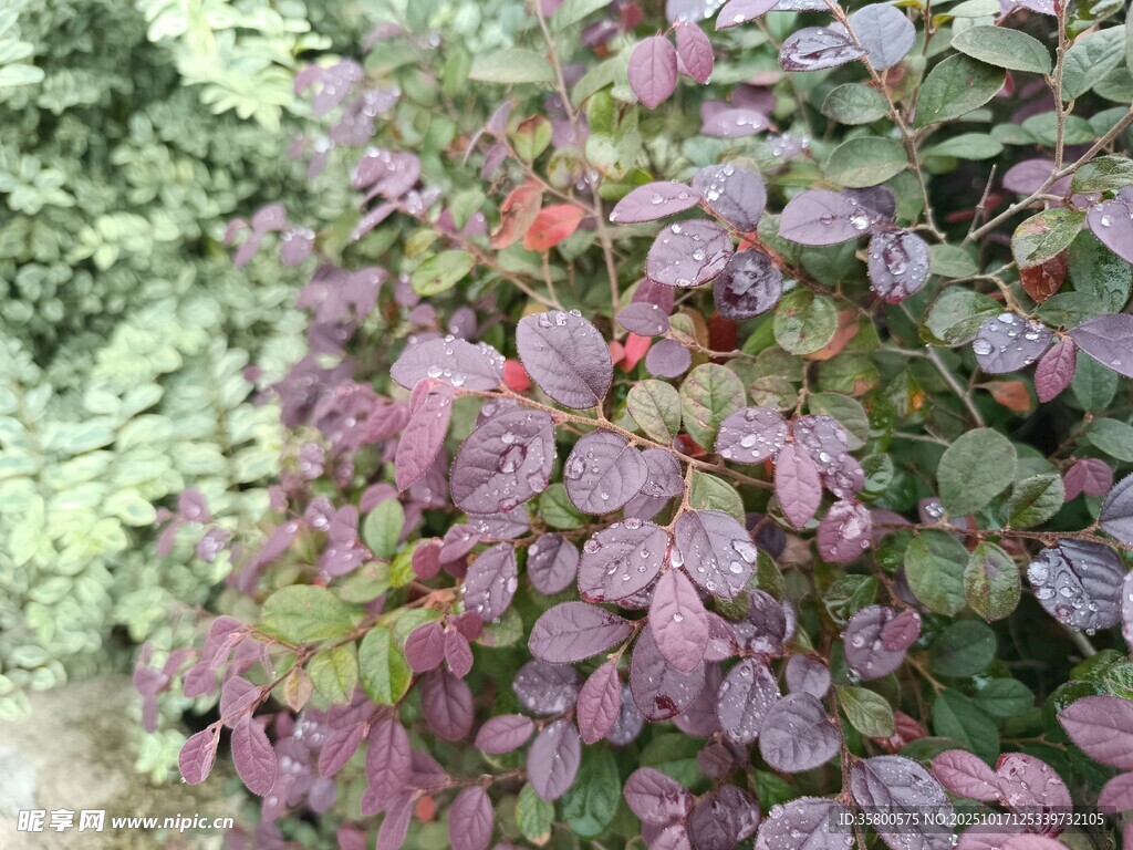 紫叶植物景观