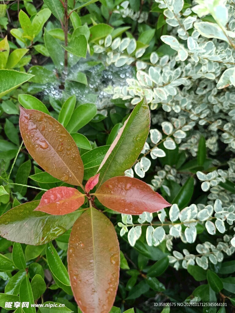 多彩植物叶片特写