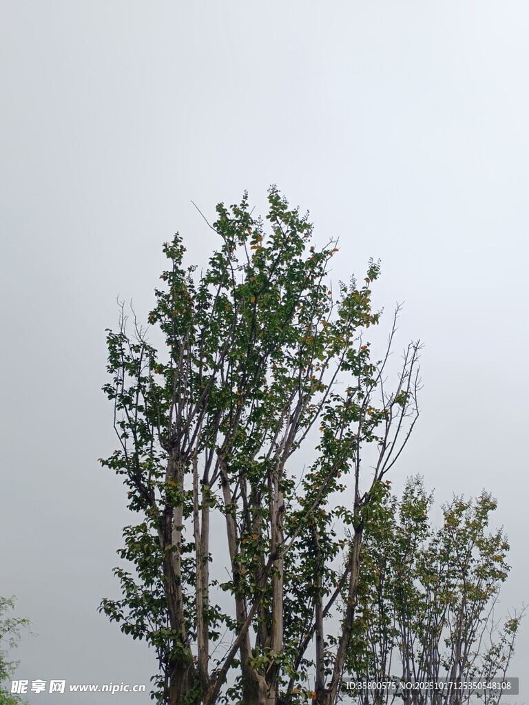 雾中挺立的树木