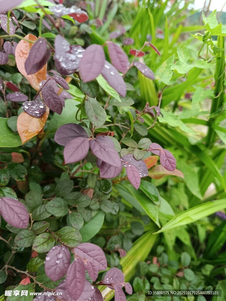 紫色叶片的绿植景观