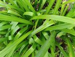 翠绿葱茏的阔叶植物