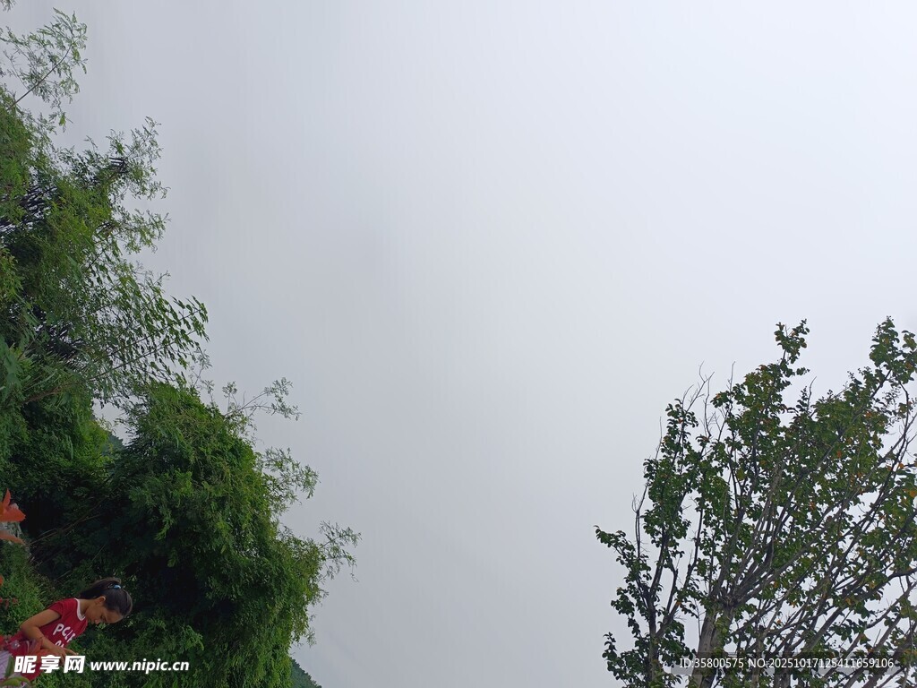 天空下的绿植与花卉