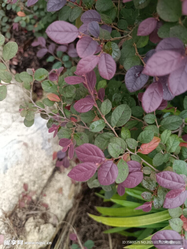 紫叶植物特写