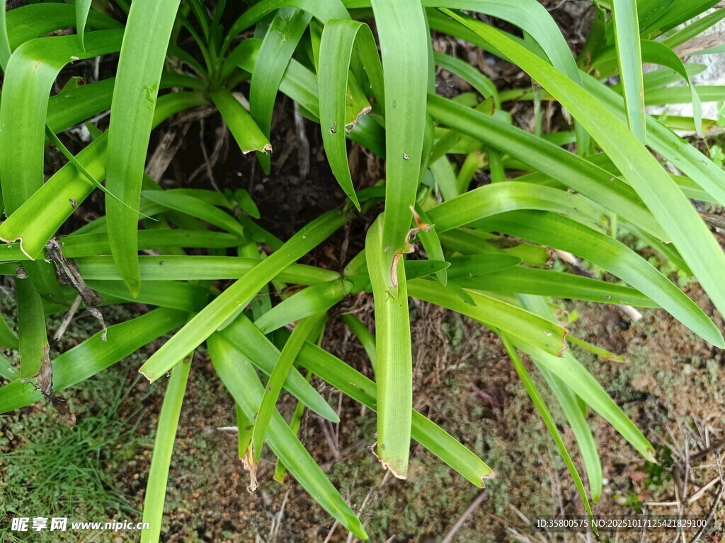 翠绿细长叶片的丛生植物