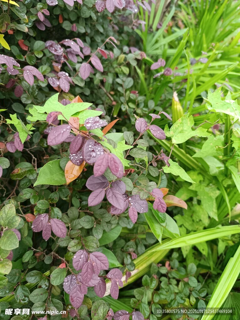 紫绿叶植物特写