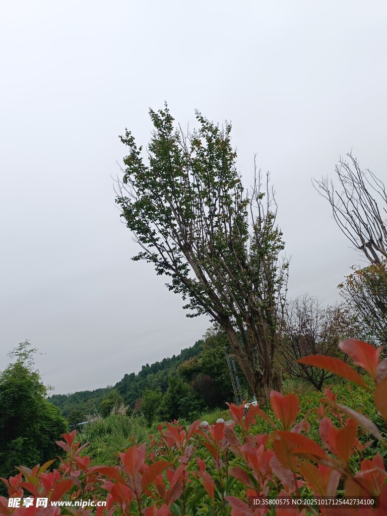 秋日红草绿树风景图