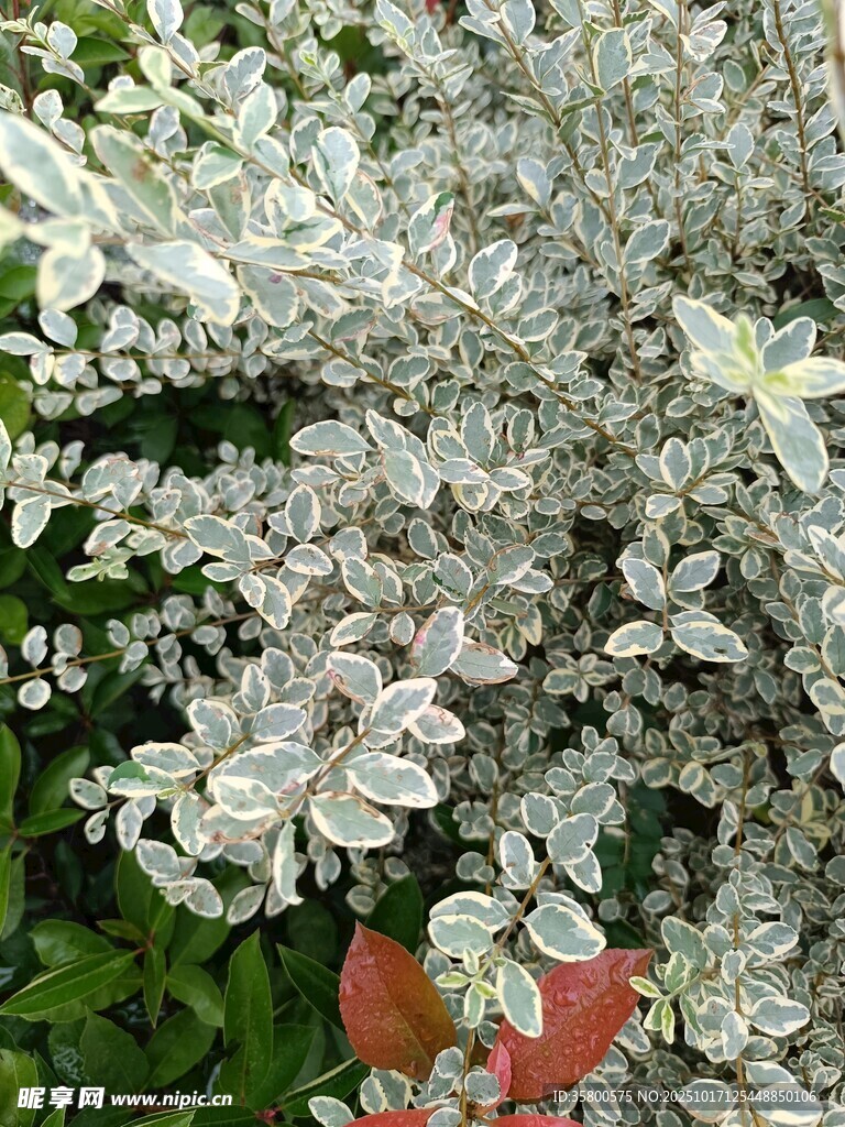 银叶植物特写