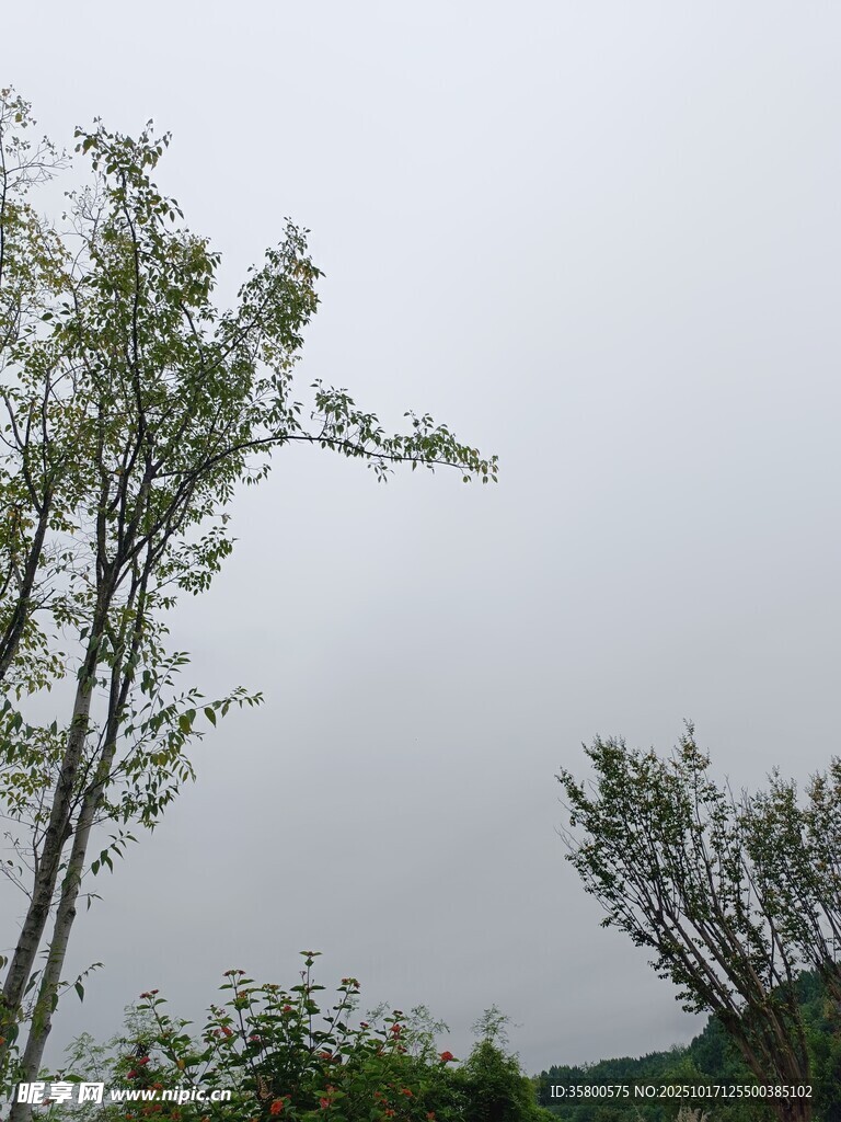 阴天中的挺拔树木