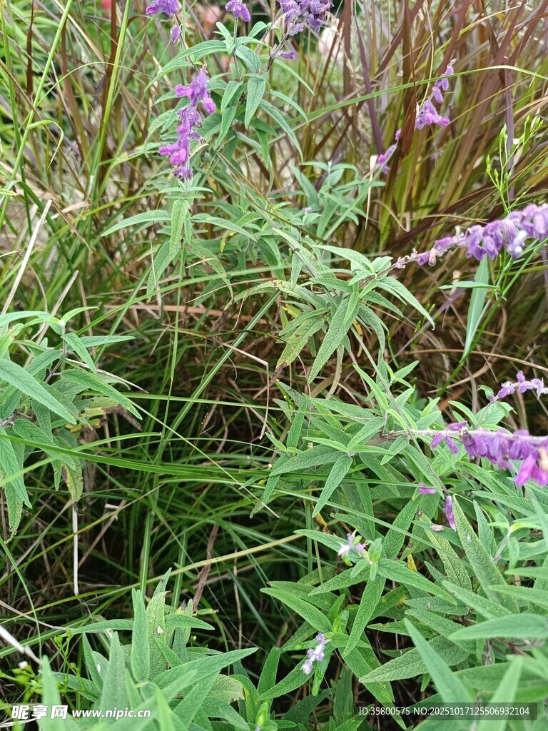 繁茂绿植中的紫色花卉