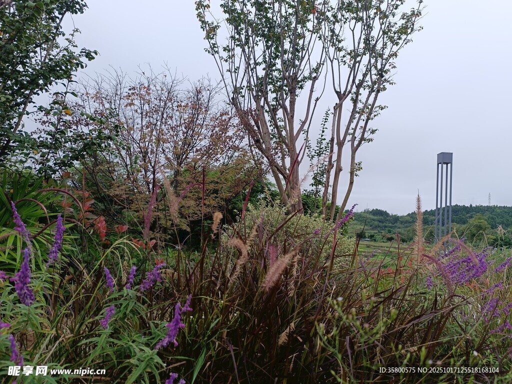 野外繁茂植物与远处高塔