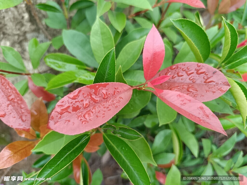 娇艳红绿叶植物特写