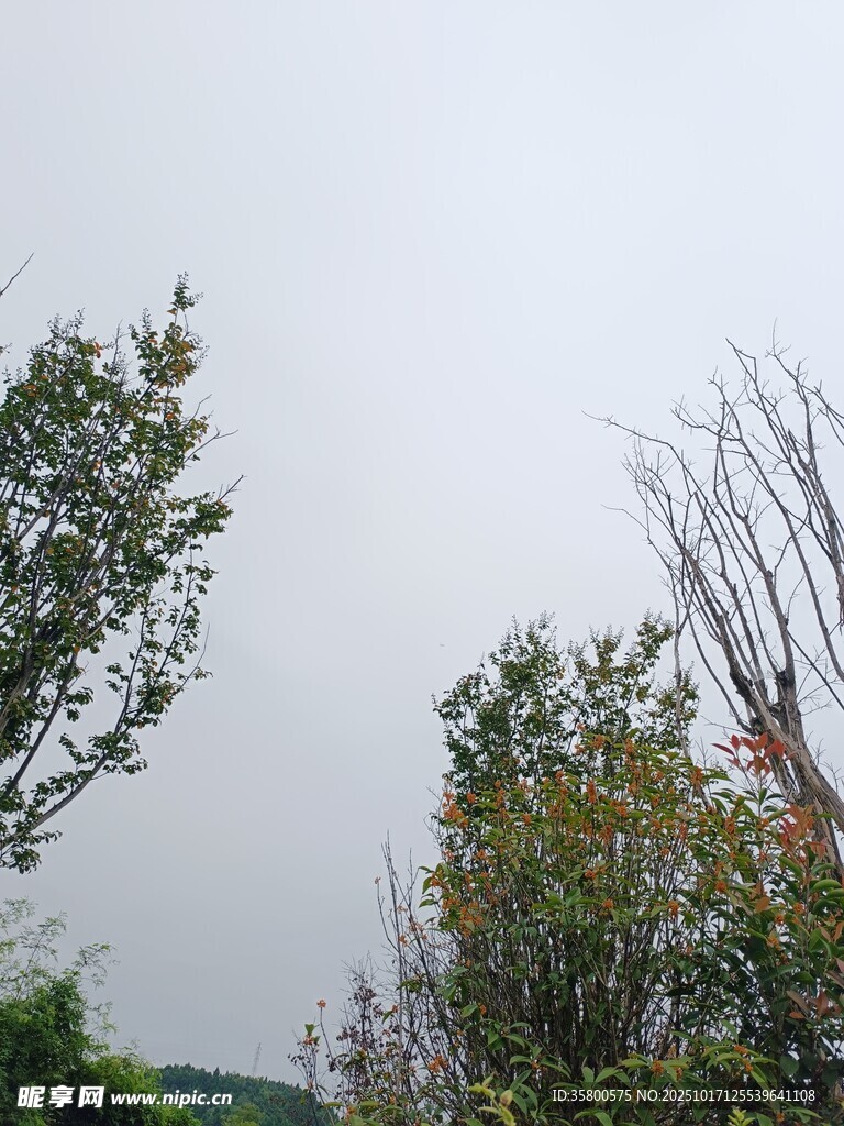 户外树木景致