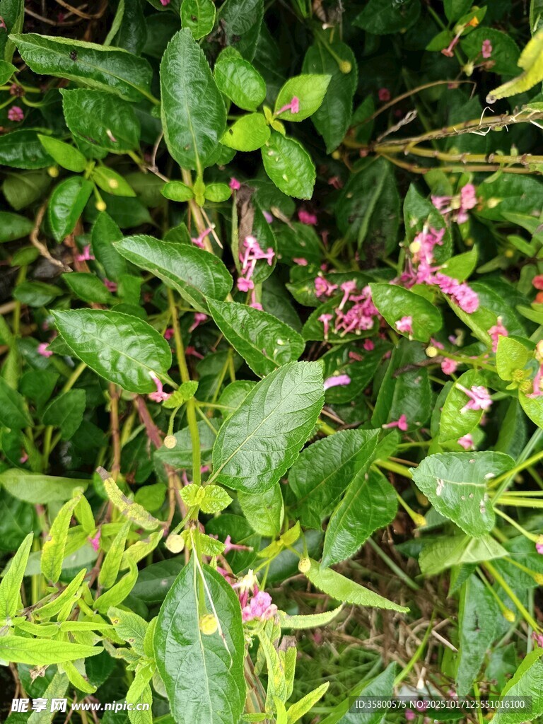 绿叶丛中的粉色小花