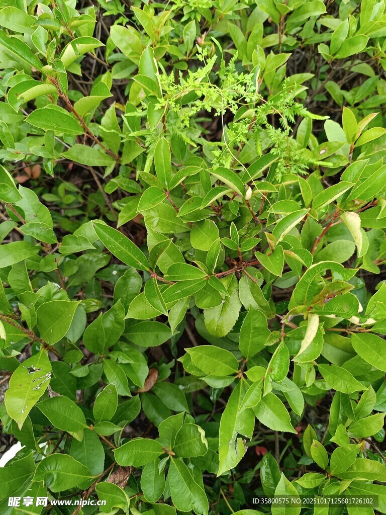 翠绿繁茂的植物叶片