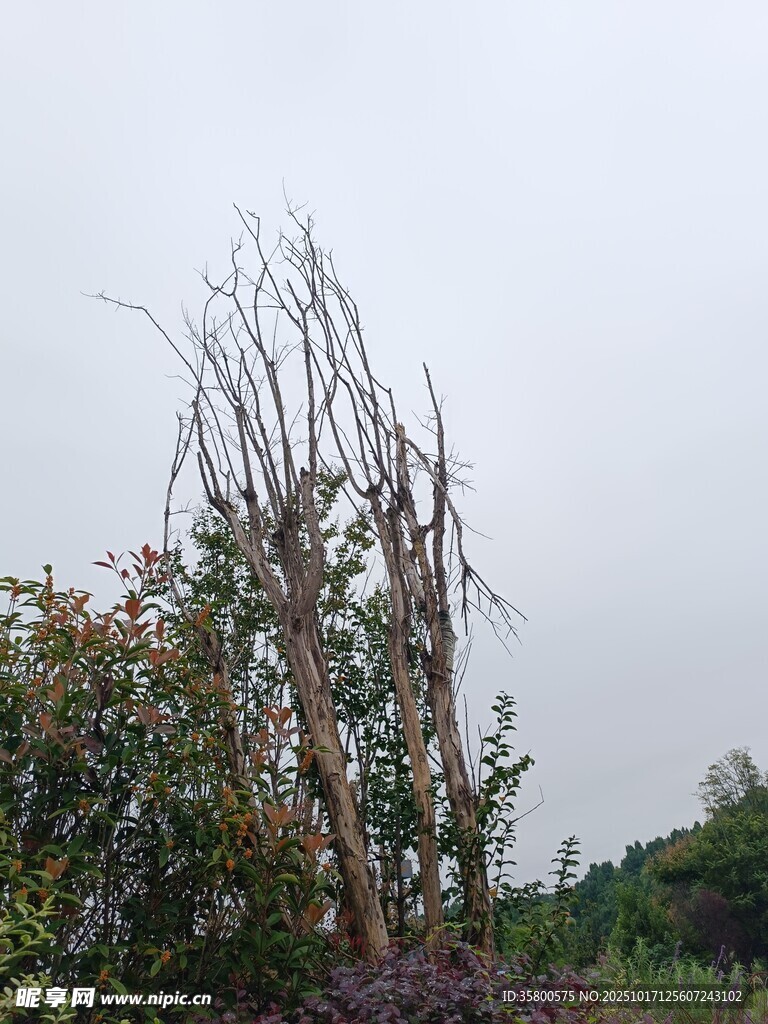狂风后的弯折树木