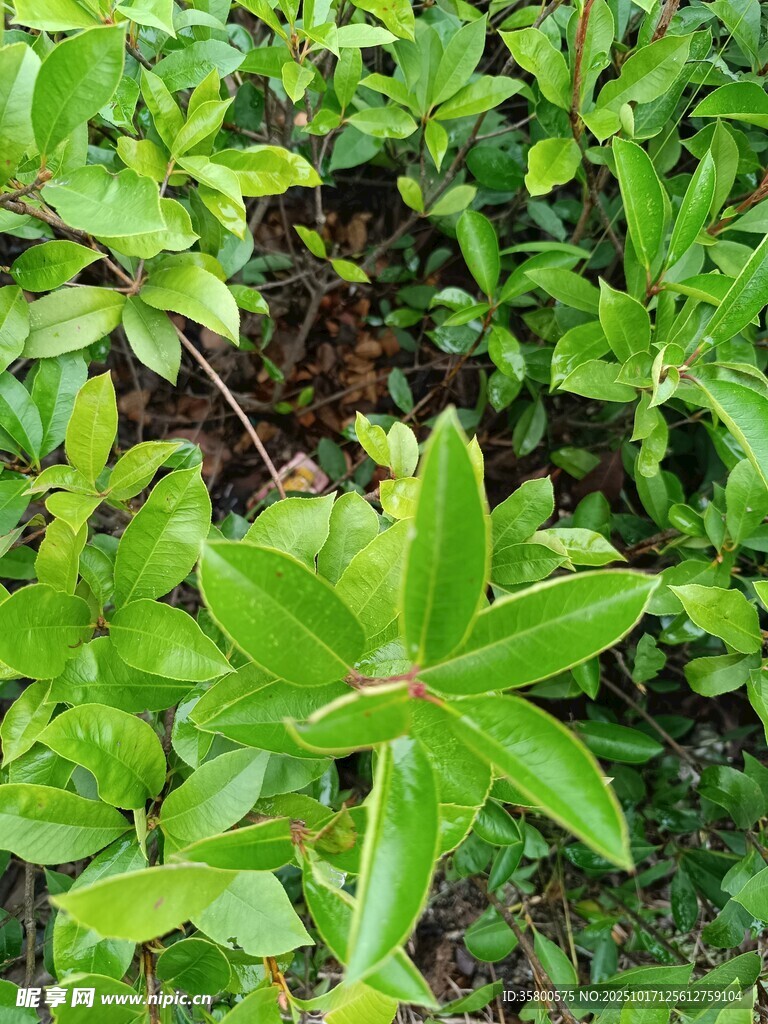 翠绿植物生机盎然