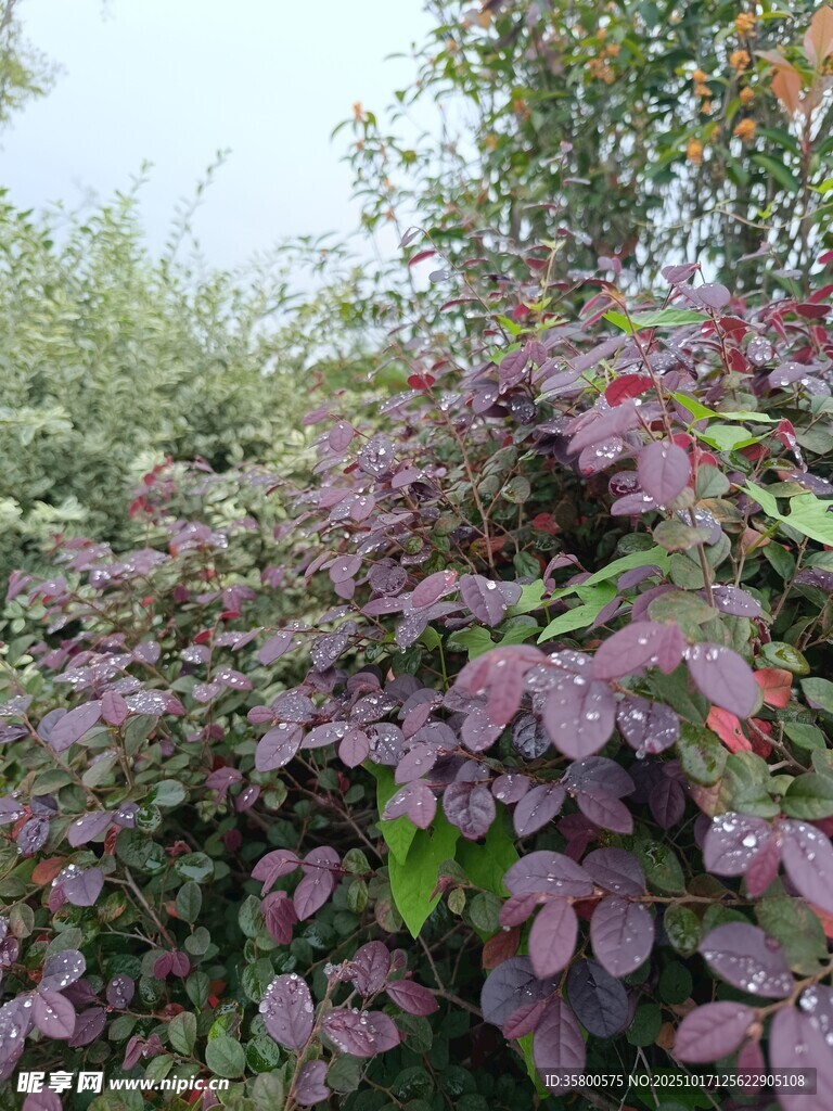 紫叶植物景观
