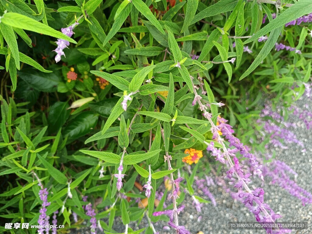 繁茂绿植中的紫色花卉
