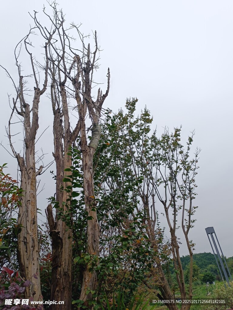 枯树景观 