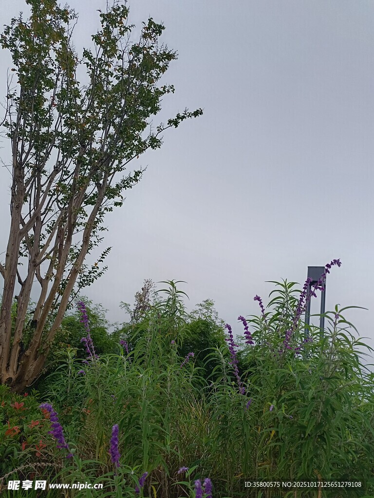野外绿植与远处的动物景观