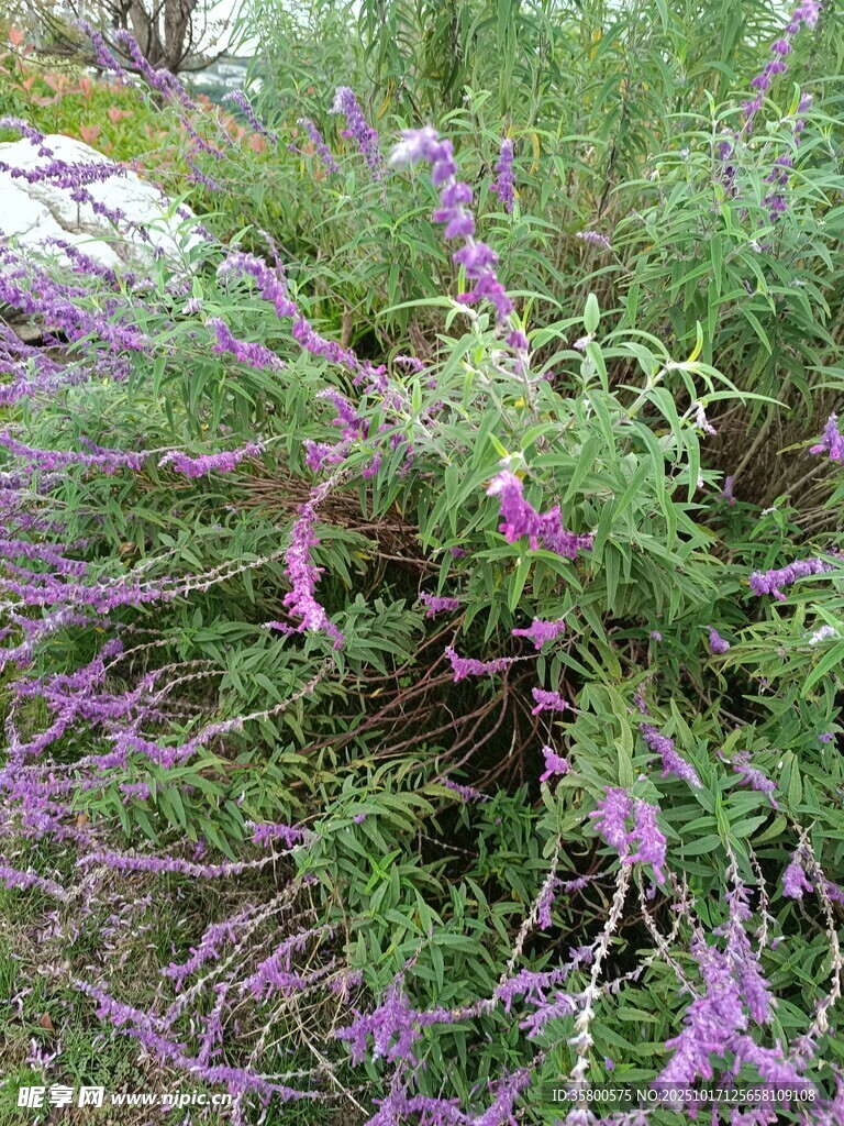 紫色繁茂花卉植物景观