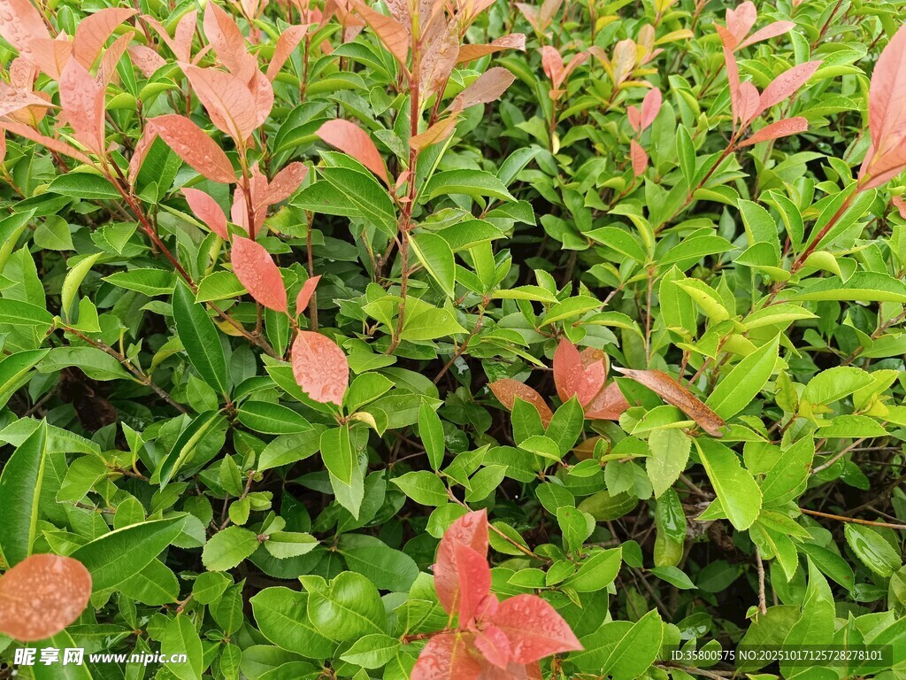 红绿相间的多彩植物景观