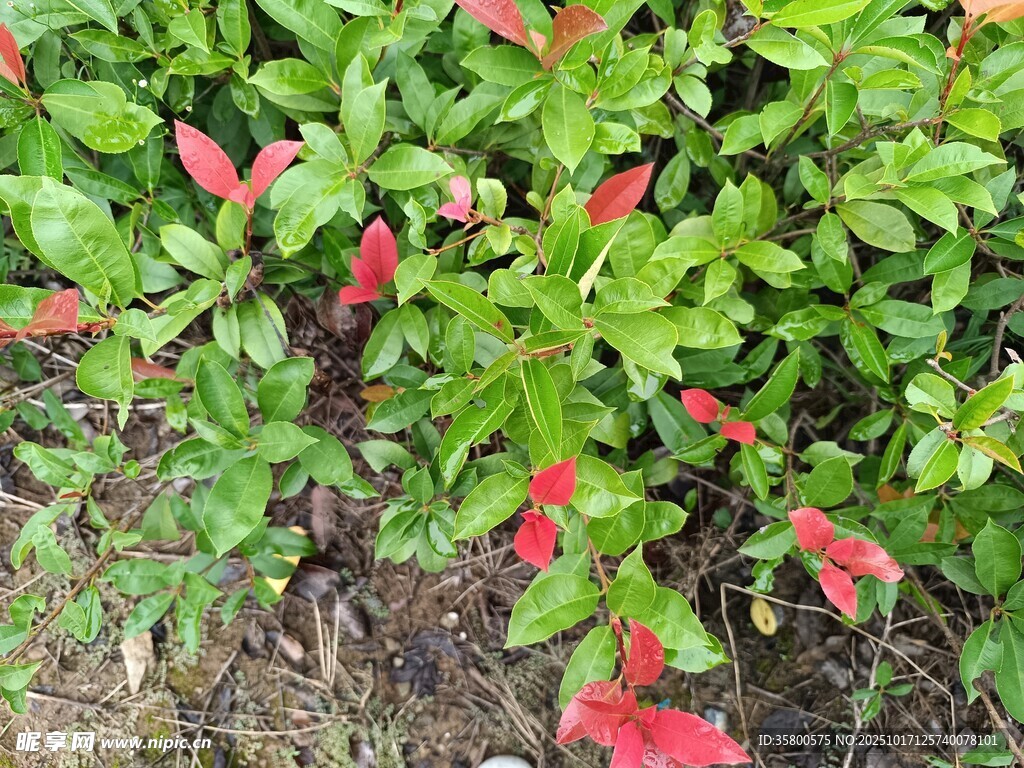 绿叶间的红色植物