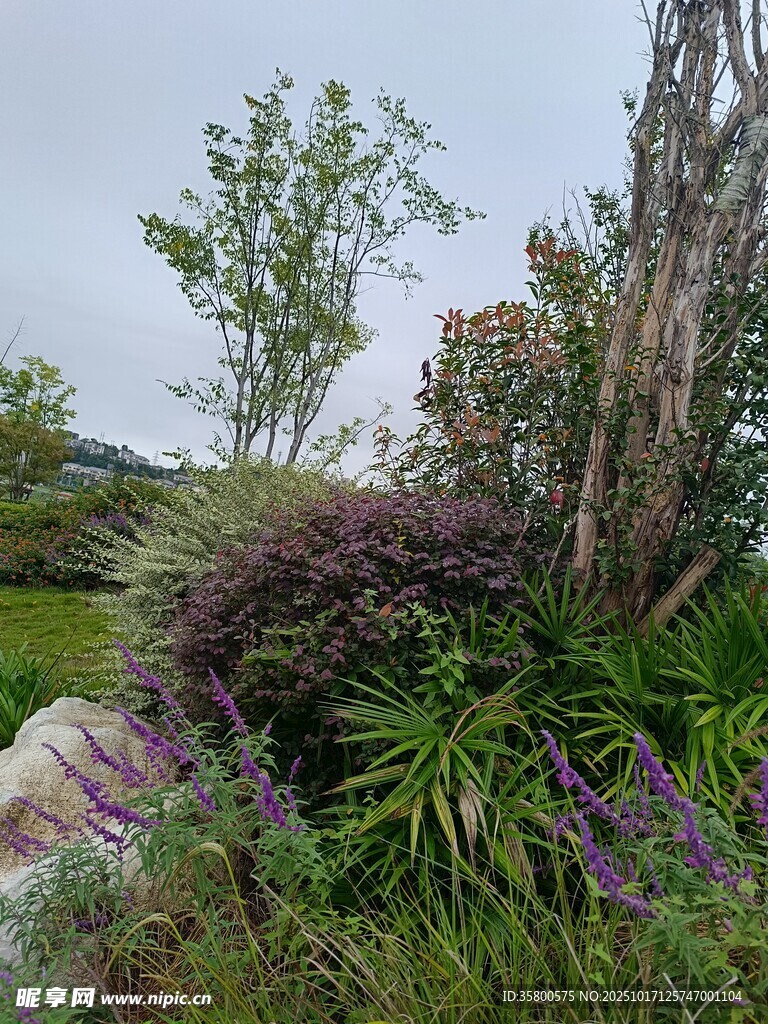 花园中的多样绿植景观