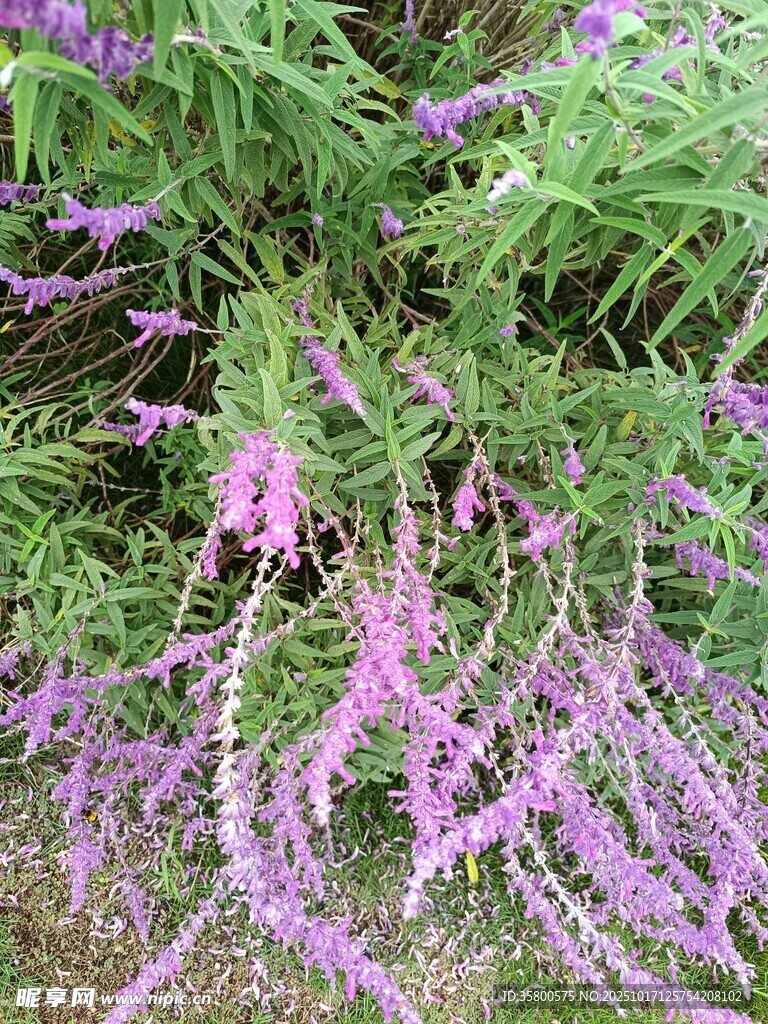紫色垂花植物特写