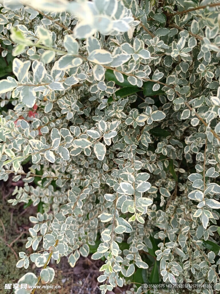 银叶植物特写
