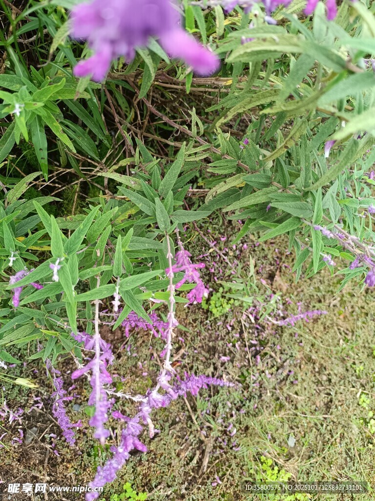 紫色野花绽放于草丛间