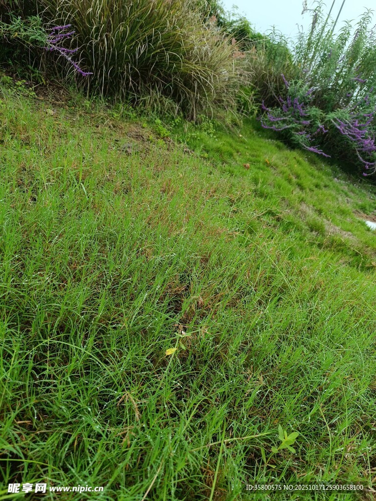 绿意盎然的草地风景