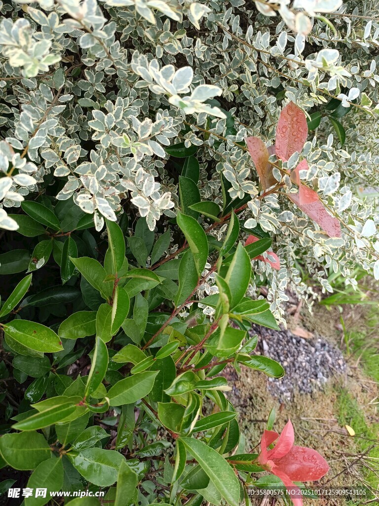 多彩花卉绿植景观