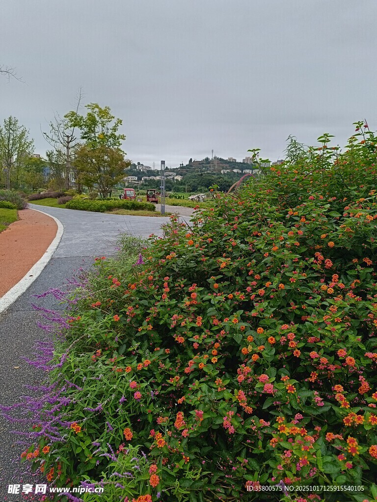 路边繁花盛开的美丽景致