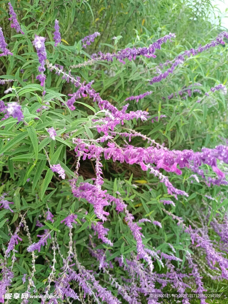 紫色穗状花草特写