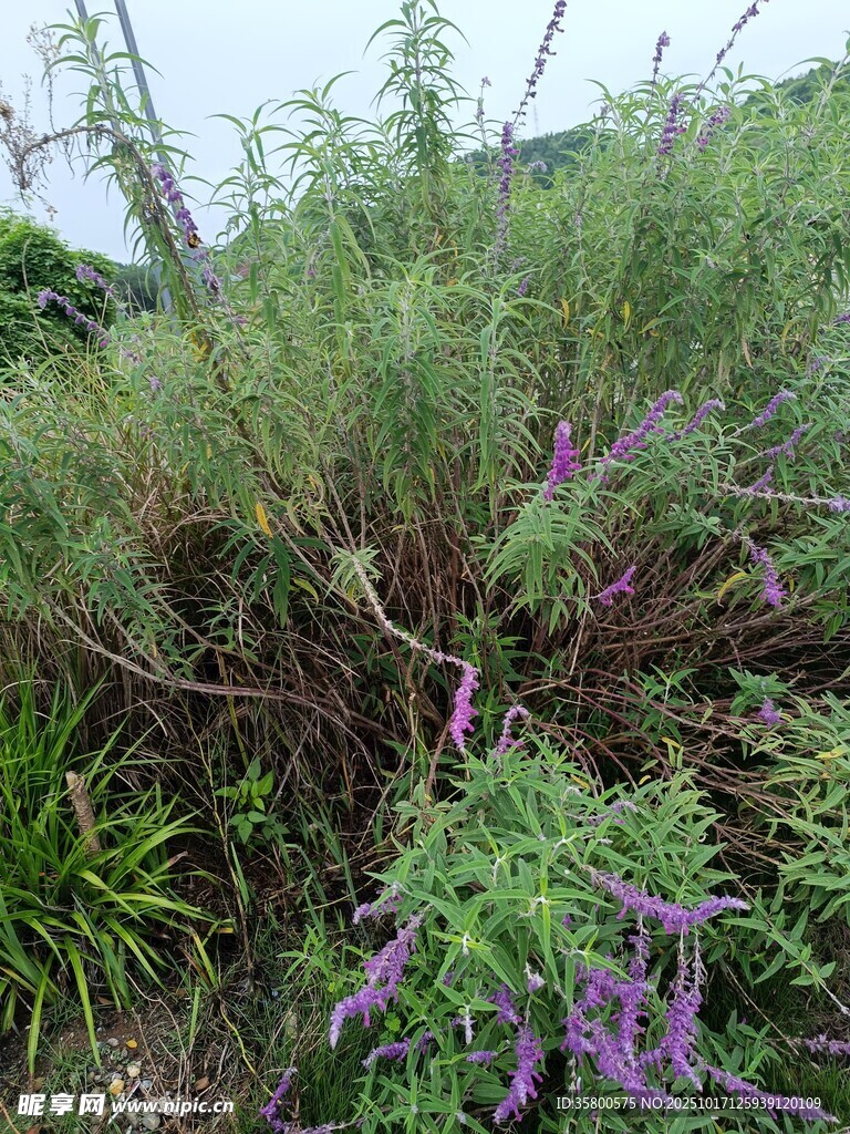 野外繁茂花草景观