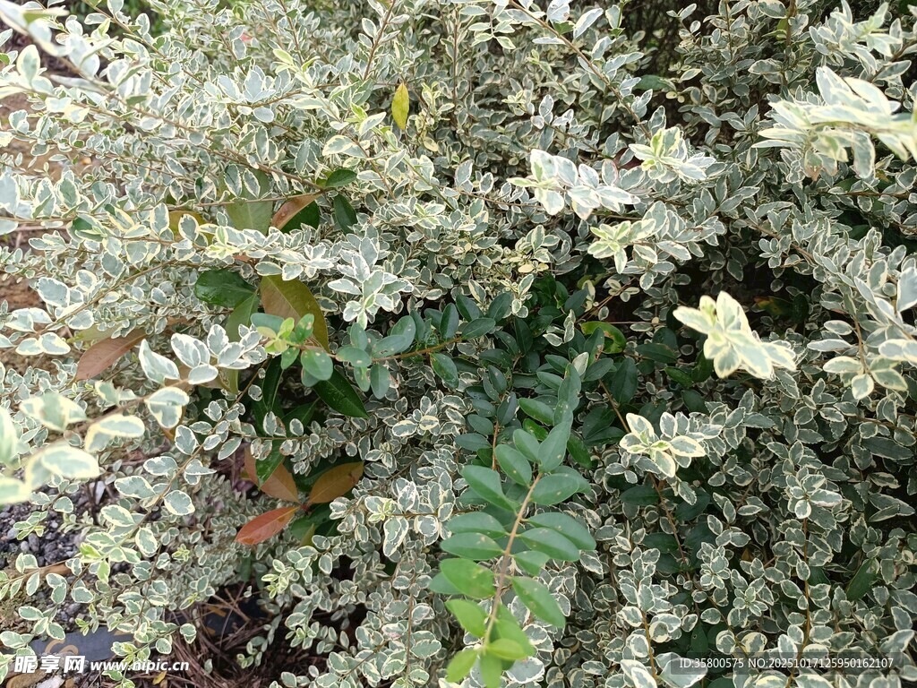 银叶菊植物特写