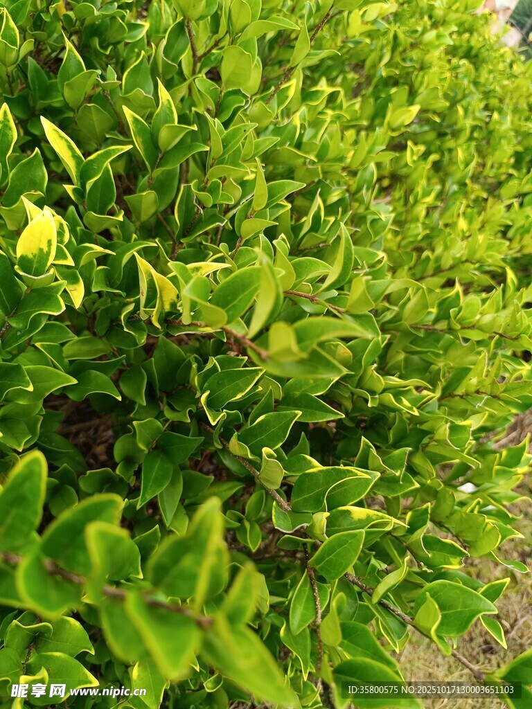 翠绿繁茂的绿植景观