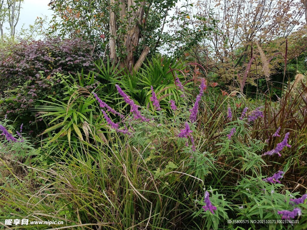 野外紫色花卉与绿植景观
