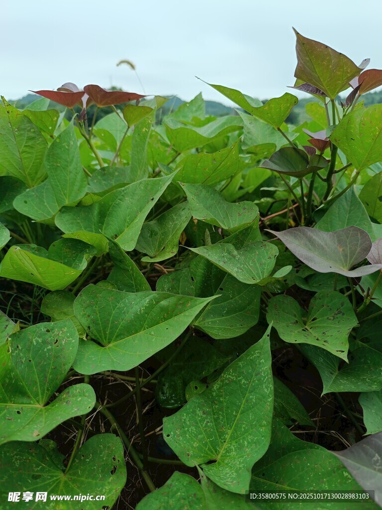 绿叶繁茂的红薯植株