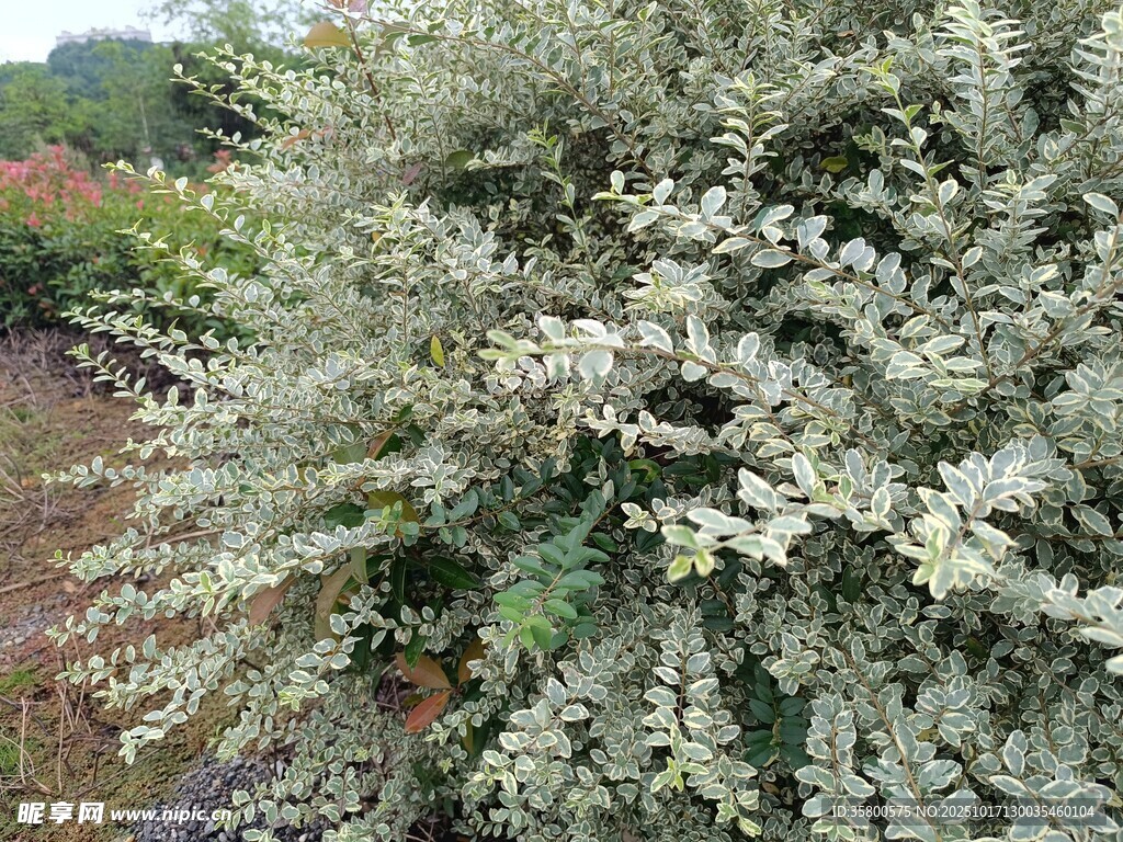 银叶植物灌木景观