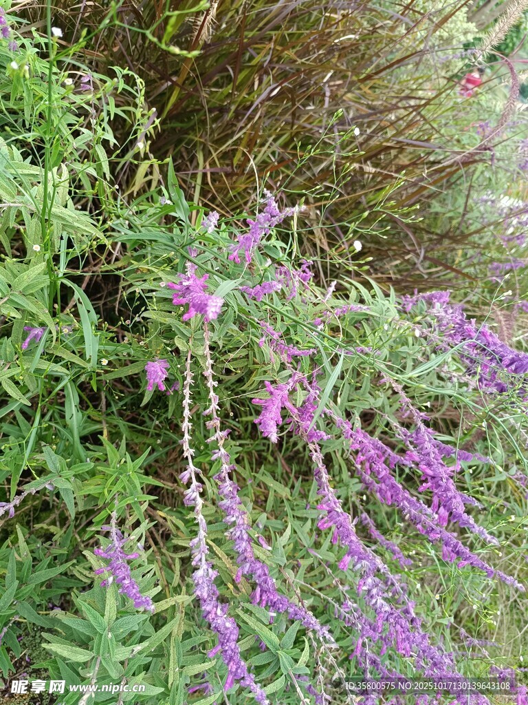 紫色穗状野花绽放草丛中