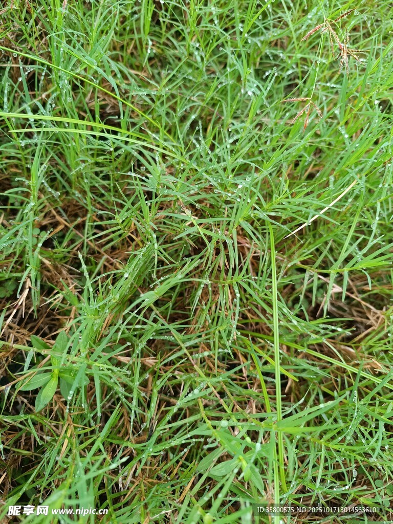 翠绿繁茂的野草景象