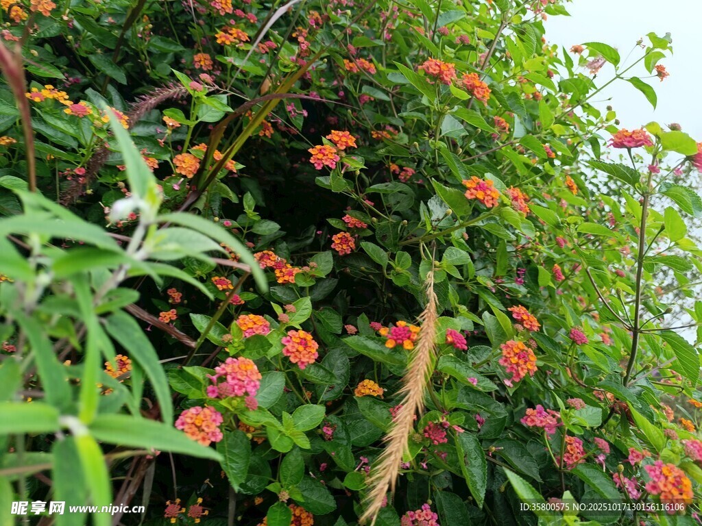 绿叶间的鲜艳花朵