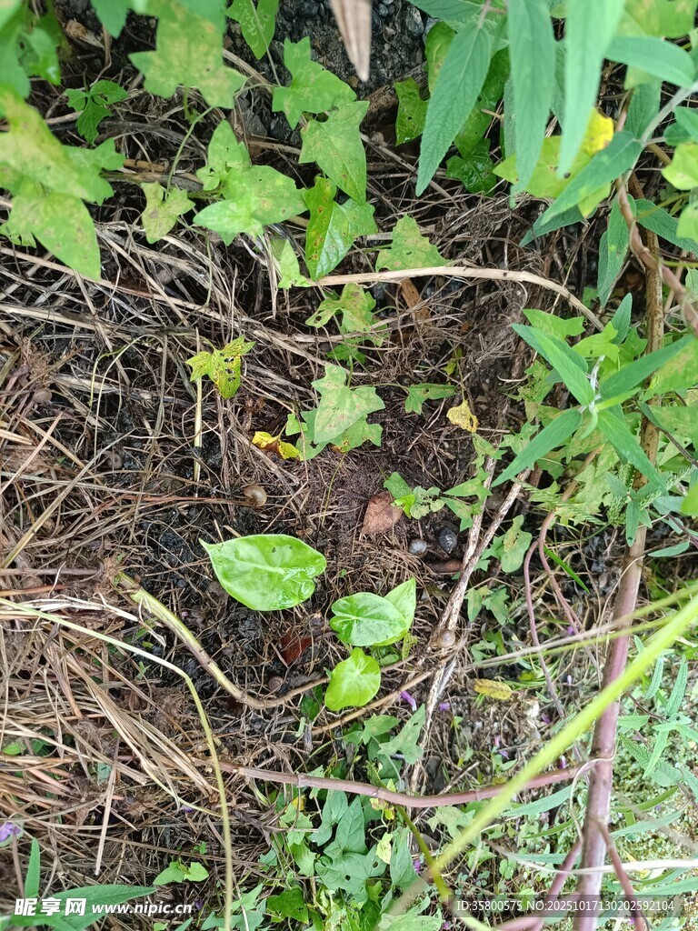 地面绿植与杂草景象
