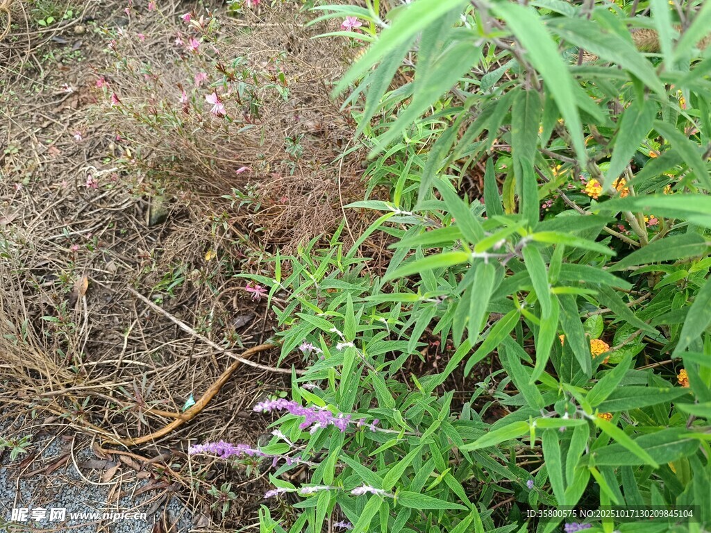 野外杂草与绿植景象