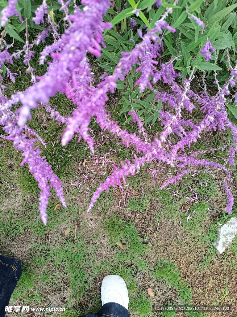 垂挂的紫色花束