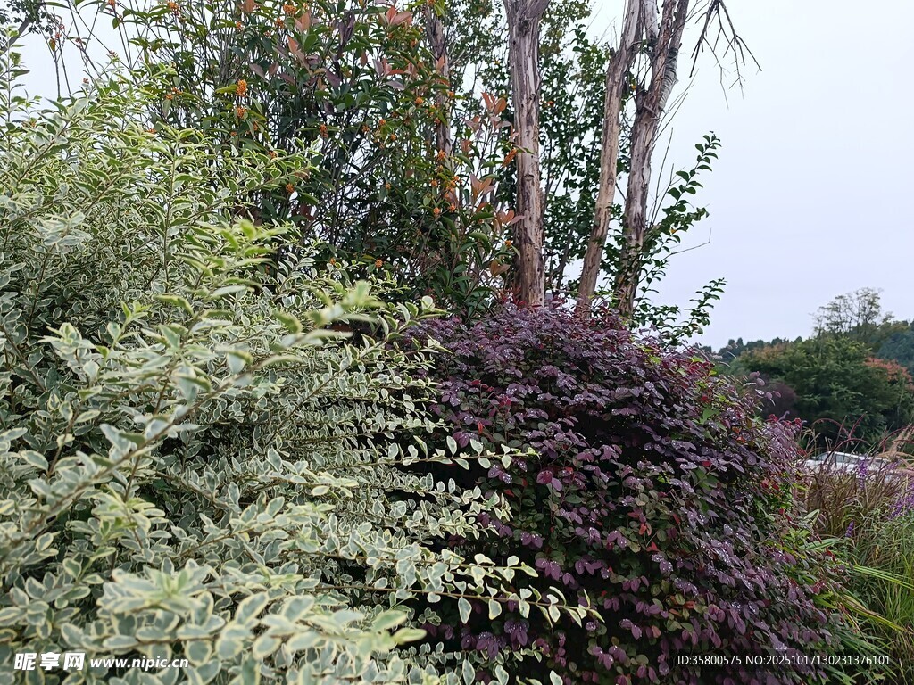 多样绿植景观